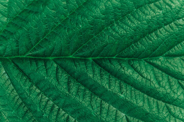 Texture of green leaf close-up image. Natural background, leaf fibers. Copy, empty space for text