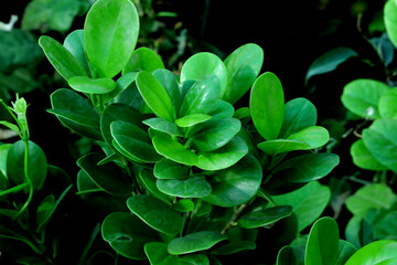 close up of green leaves