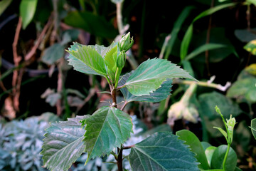 green leaves in a garden