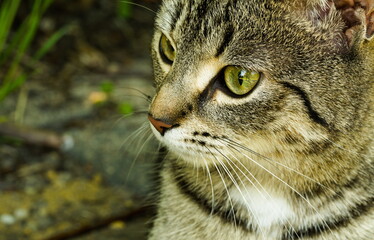 Close up portrait of a cat