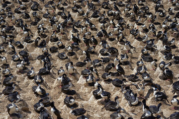 Large breeding colony of Imperial Shag (Phalacrocorax atriceps albiventer) on the coast of Carcass Island in the Falkland Islands.