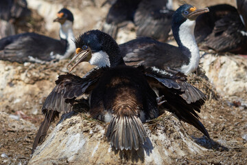 Large breeding colony of Imperial Shag (Phalacrocorax atriceps albiventer) on the coast of Carcass...