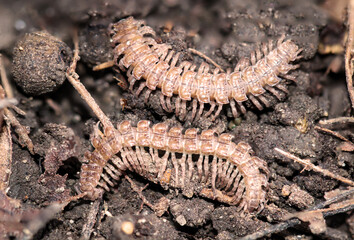 Eine Macro Aufnahme eines Tausenfüßlers, oder Hundertfüßlers, Insekt