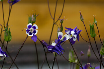 summer flowers in the garden