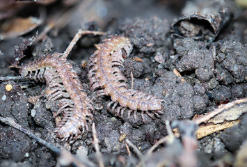 Eine Macro Aufnahme eines Tausenfüßlers, oder Hundertfüßlers, Insekt