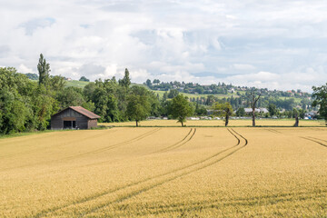 rural landscape with a farm