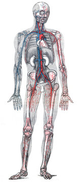 Human anatomy body with circulatory system (blood circulation) / vintage illustration from Brockhaus Konversations-Lexikon 1908