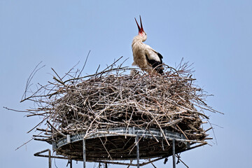 Ein Weißstorch ( Ciconia ciconia ) mit 2 Küken auf seinem Nest.