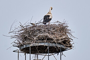 Ein Weißstorch ( Ciconia ciconia ) mit 2 Küken auf seinem Nest.