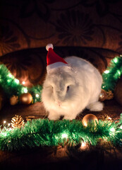 Christmas Bunny rabbit wearing Santa hat. Cute Bunny rabbit sitting on Christmas night