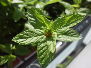 Mint and ladybug on the balcony