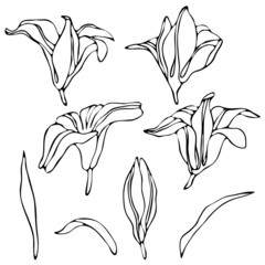 vector illustration, doodle style drawings, linear image in black, a set of flowers of lily, isolate on a white background