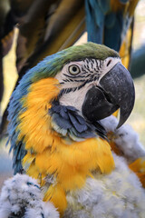 Portrait, eine Nahaufnahme von einem Ara der sich in der Mauser befindet.