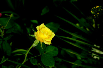 yellow rose flower