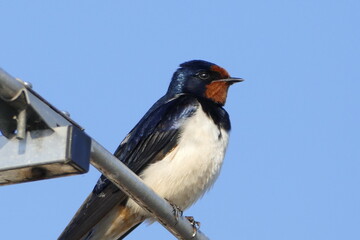 Schwalben