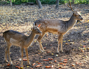 Portrait von Hirsch und Reh