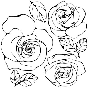 vector illustration, doodle style drawings, linear image in black,  set of flowers of roses, isolate on a white background