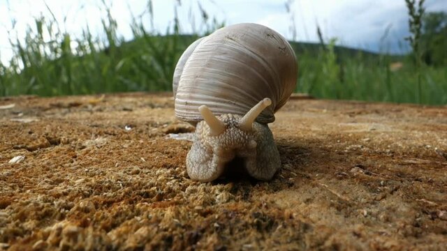 A slimy snail crawls on a stump