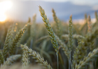 Green wheat plant on sunny day