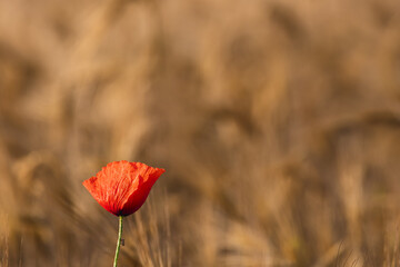 Lonely poppy on the background of a field of wheat - summer landscape horizontal