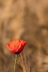 Lonely poppy on the background of a field of wheat - close up vertical, summer