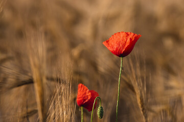 Two poppies sorruended by wheat shoots - close up horizontal summer landscape