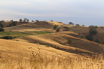Fototapeta premium landscape with golden hills