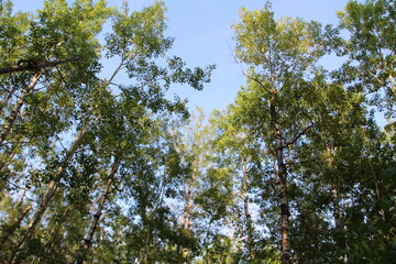 Spring Above Us, Elk Island National Park, Alberta