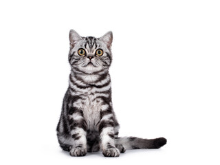 Sweet silver tabby British Shorthair cat kitten, sitting up facing front. Looking towards camera with big eyes. Isolated on white background. © Nynke