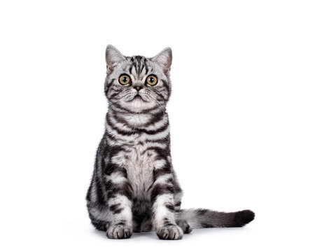 Sweet silver tabby British Shorthair cat kitten, sitting up facing front. Looking towards camera with big eyes. Isolated on white background.