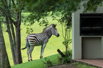 juvenile young wild zebra outside a building in an urban environment concept animal human conflict...