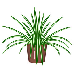 Houseplant in a pot. Chlorophytum. Isolated vector image on a white background