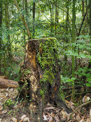 苔に覆われた切り株