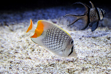 Fische im Riff und ihrer natürlichen Umgebung
