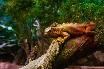 Sleeping dragon - Close-up portrait of a resting orange colored male Green iguana