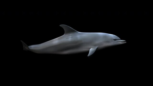 
Isolated dolphin swim underwater in a seamless loop
3d delfín animation swimming in the deep ocean with alpha channel
