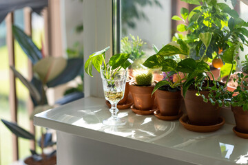 Young sprouts of Golden pothos / Epipremnum aureum with root in transparent wineglass and houseplants in terracotta clay plant pot on windowsill at home. Sun light. Indoor garden.