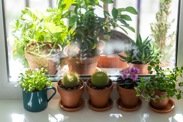 Houseplants Mammillaria cactus, flowering Saintpaulia mini, Ficus pumila in terracota clay pot, arugula in a metal enameled mug on windowsill at home. Sun light. Indoor garden 