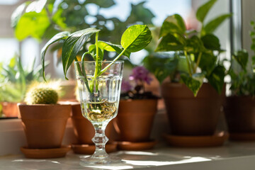 Young sprouts of Golden pothos / Epipremnum aureum with root in transparent wineglass and houseplants in terracotta clay plant pot on windowsill at home. Sun light. Indoor garden. 