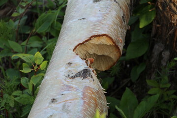 The Beavers Handy Work, Elk Island National Park, Alberta