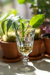 Young sprouts of Golden pothos / Epipremnum aureum with root in transparent wineglass and houseplants in terracotta clay plant pot on windowsill at home. Sun light. Indoor garden. 