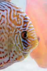 Farbenprächtige Diskusfische im Aquarium