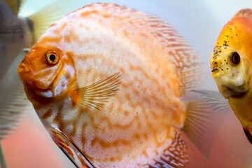 Farbenprächtige Diskusfische im Aquarium