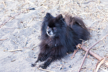 Adorable black and dark brown Pomeranian lying on beach with sand in its face staring intently