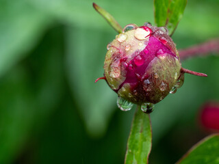 Peony blossom with raindrops after a rain shower and green background
