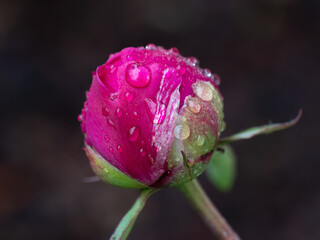 Peony blossom with raindrops after a rain shower and  brown background
