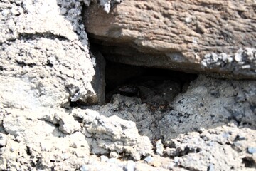 Una lagartija en un hueco en las roca