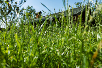Green grass from a small perspective, shallow depth of field, selective focus