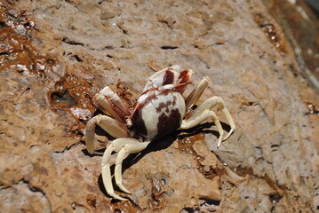 crab on the beach