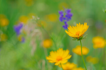 Pastel soft summer wildflowers as a background.